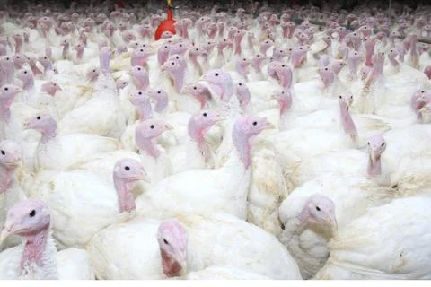 Group of turkeys Stock Photos
