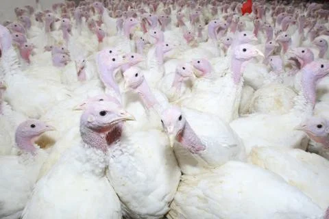Group of turkeys Stock Photos