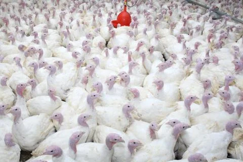 Group of turkeys Stock Photos