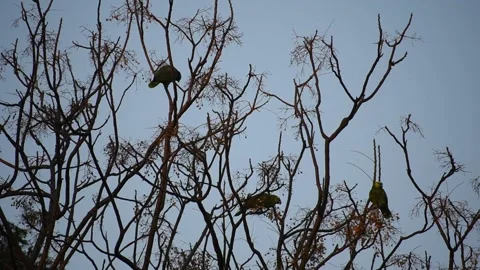 Group of turquoise-fronted amazon (Amazona aestiva) feeding in the wild Video stock 218979328