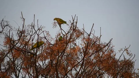 Group of turquoise-fronted amazon (Amazona aestiva) feeding in the wild Stock Footage 218979339