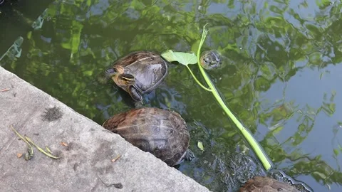 Group of turtle finding food for eating in the pond Stock Footage 141307188