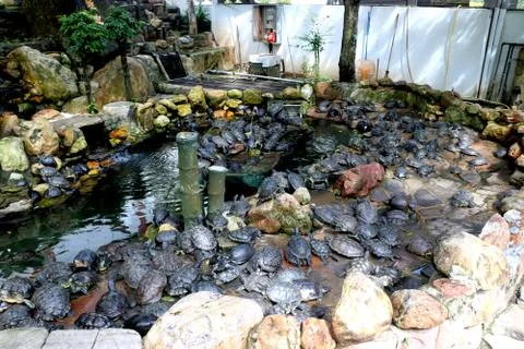 Group of turtle sitting Stock Photos