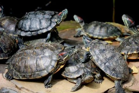 Group of turtle sitting on rock Stock Photos