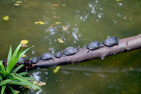 Group of turtle walking on branch of tree Stock Photos