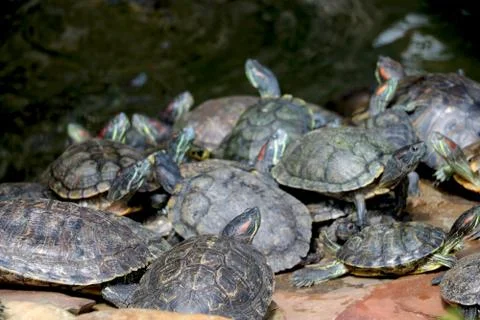 Group of turtle walking Stock Photos
