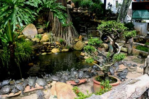 Group of turtle walking Stock Photos