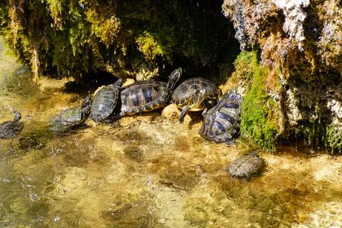 A group of turtles bask on the shore of a pond against the background of fl.. Stock Photos