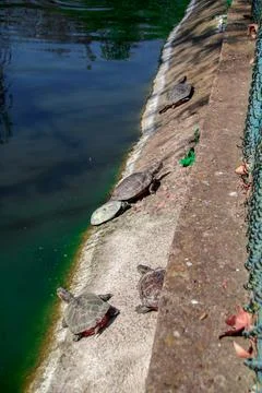 A group of turtles basking in the sun after a pond. Reptile family. Stock Photos