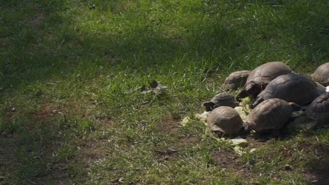 Group of turtles eating salad Stock Footage 120701225