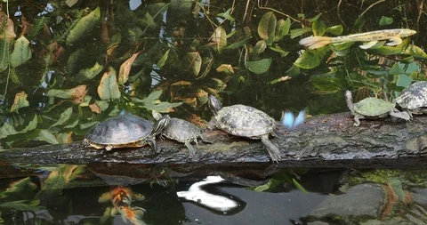 Group of turtles Stock Footage 126349267