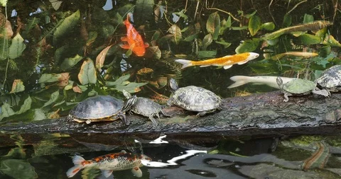 Group of turtles Stock Footage 126349420