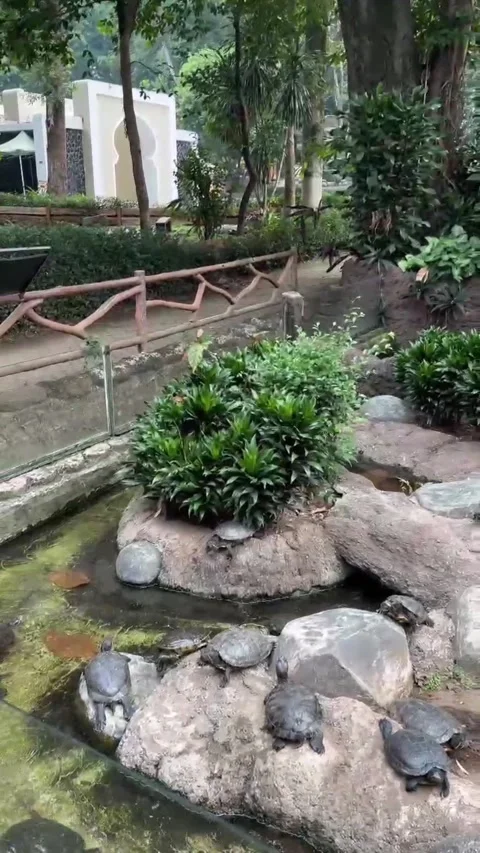 A group of turtles in the pond and on the side of the pond Vidéo 286331242