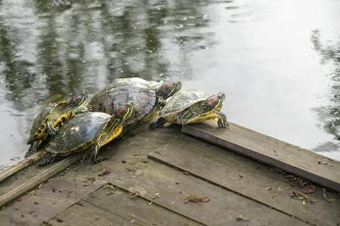 A group of turtles on a pond Photos