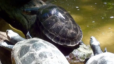 Group of Turtles Resting on Logs in Water Pond Stock Footage 76007808