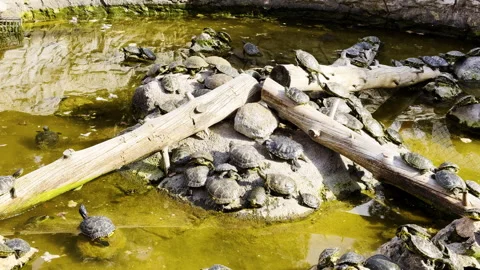Group of Turtles Resting by the Pond on Rocks Stock Footage 306124964