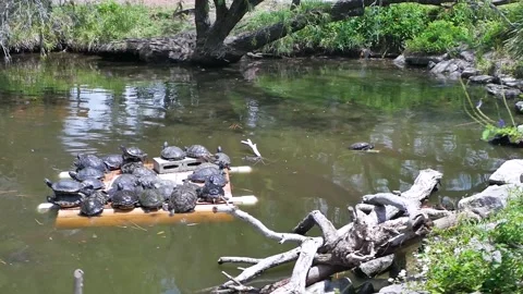 Group of Turtles Resting Together on a Floating Wooden Platform in the Pond. Tur Stock Footage 308034541