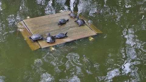 Group of Turtles Resting Together on a Floating Wooden Platform in the Pond. Tur Stock Footage 308034571