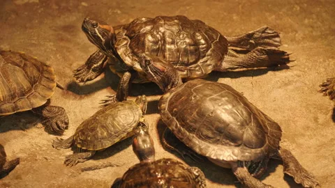 Group of turtles runs away in different directions. 库存影片 97085957