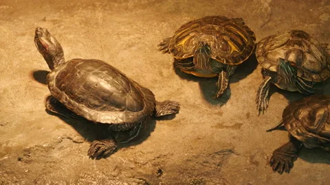 Group of turtles runs away in different directions. 库存影片 97098998
