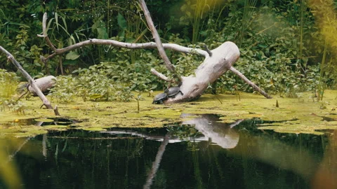 Group of Turtles Sitting on a Log in the River with Green Algae. Stock Footage 135759971