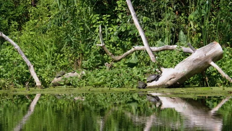 Group of Turtles Sitting on a Log in the River with Green Algae. Stock Footage 135769731