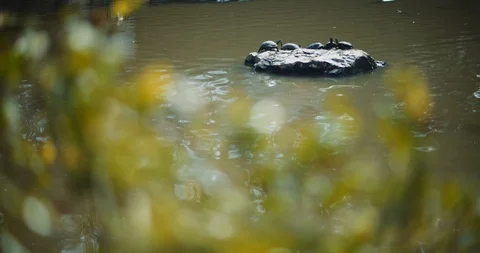 Group of turtles sitting on a rock in the middle of a lake on a sunny day Stock Footage 126776230