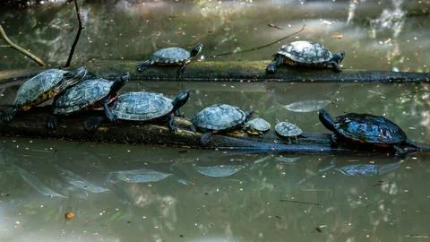 Group of Turtles Sunbathing on a Log Above Water in a Forested Area in Midday Stock Photos