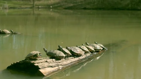 A group of turtles sunbathing on a long log in a serene pond, enjoying the Stock-Footage 278017708