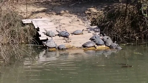A group of turtles swimming in a pond Stock Footage 73447328