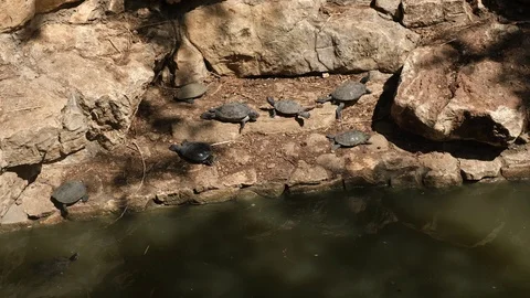 A group of turtles takes sun baths Stock Footage 114289031