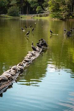 A group of Turtles on a tree in the lake, in the horto florestal Park Stock Photos