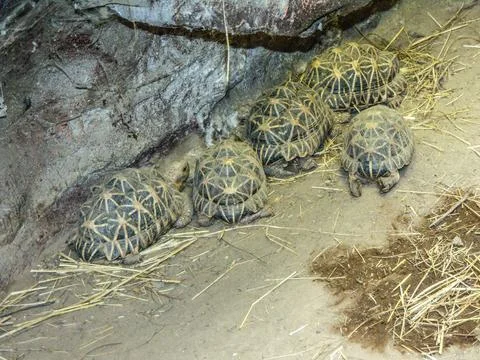 Group of turtles at the zoo Stock Photos
