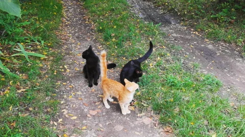 Group of two black and one ginger kittens Stock Footage 161342040