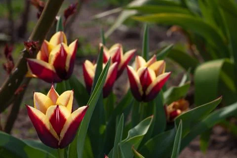 A group of two-colored tulips Stock Photos