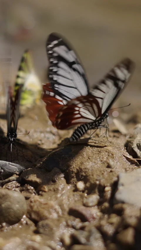 A group of two coloured butterflies flap their wings on stones Video stock 265014005