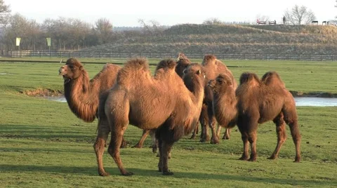 A group of two-humped camels (Bactrian camels) Stock-Footage 47078082