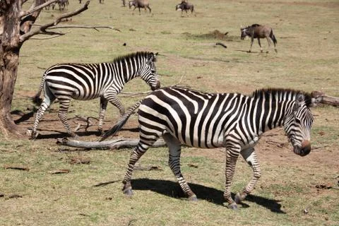 A group of two Plains Zebra Stock-Fotos