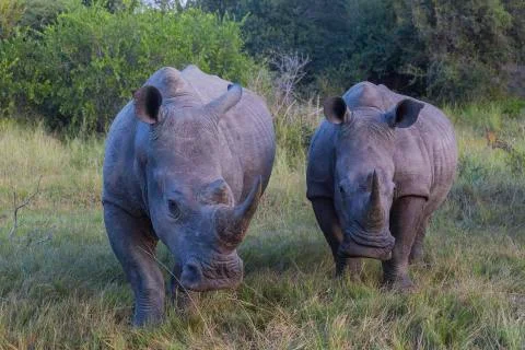 A group of two rhinos Stock Photos