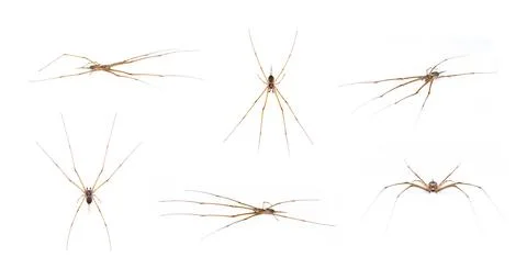 Group of two tailed Spider(Hersilia sp.) isolated on white background. Animal Stock Photos
