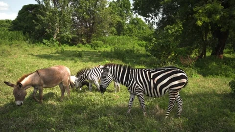 Group of two zebras pluck eat green grass in company of little donkey, wideshot. Stock Footage 203962428