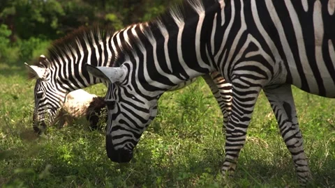 Group of two zebras pluck eat green grass in company of little donkey, wildlife. Stock-Footage 203962437