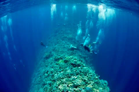 A group of underwater divers is moving along the reef Stock Photos