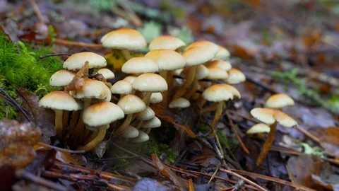 Group of unidentified mushrooms Stock Footage 119419280