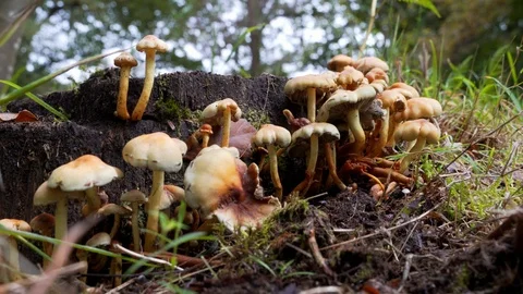 Group of unidentified white and orange mushroom Stock Footage 119126833