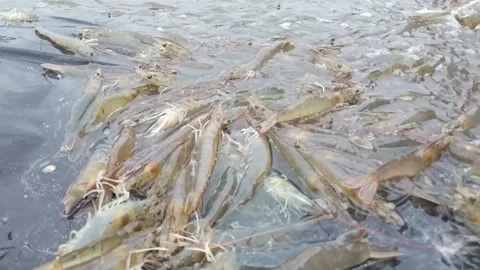 A group of Vaname shrimp jumping in shallow water Stock Footage 233137498