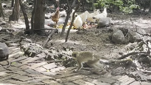 Group of various animals eating at the Barbados Wildlife Reserve Stock Footage 249186161