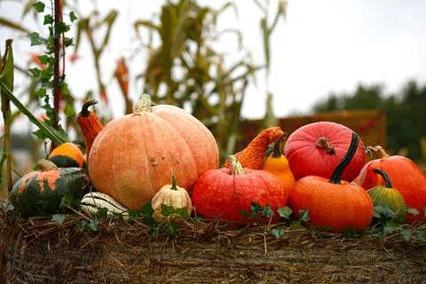 Group of various bright pumpkins on a haystack. Stock Photos