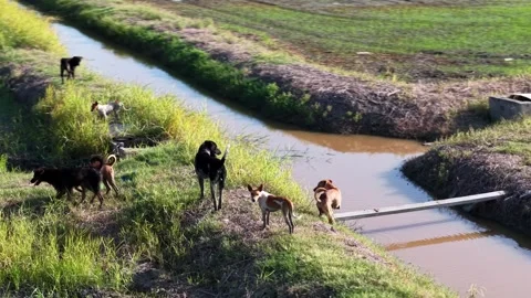 Group of various dogs exploring and drinking water Vidéo 339825502