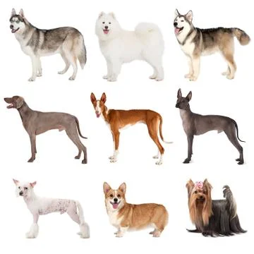Group of various dogs Fotos Stock